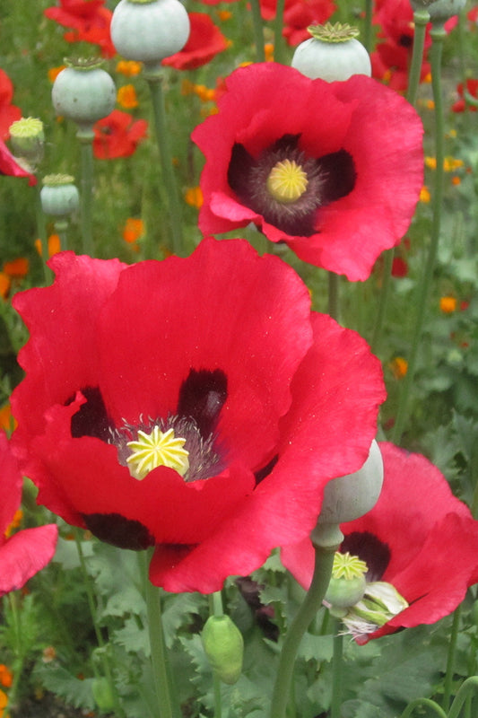 From Garden To Canvas - Painting Poppies You Grow With Textural Acrylic Paint