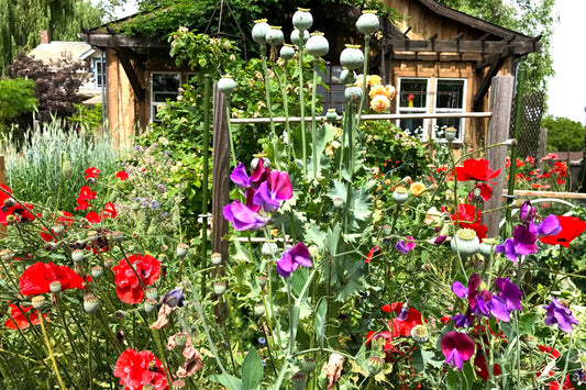 How To Tame An Unmanageable Garden