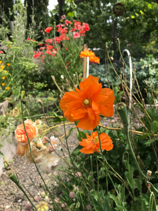 photograph of soft apricot-orange, single poppy blooms appear with long upright stems above a, flat rosette of blue-green, hairy leaves, also know a papaver atlanticum.