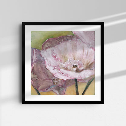 Pink Poppies Up Close -  Fine Art Print