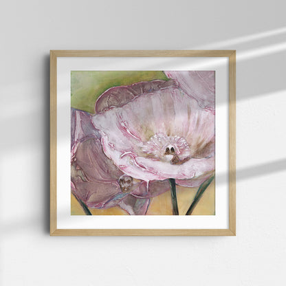 Pink Poppies Up Close -  Fine Art Print