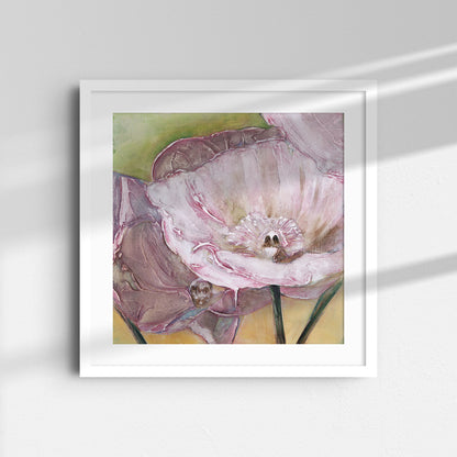 Pink Poppies Up Close -  Fine Art Print
